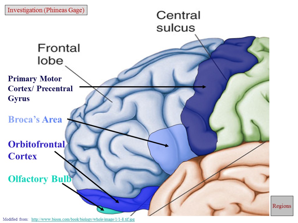 Primary Motor Cortex/ Precentral Gyrus Broca’s Area Orbitofrontal Cortex Olfactory Bulb Modified from: http://www.bioon.com/book/biology/whole/image/1/1-8.tif.jpg